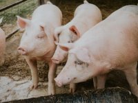 Rast cijena svinjetine nastavit će se zbog rata u Ukrajini