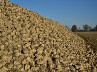 Prerada šećerne repe samo u Osijeku i Županji, nema je dovoljno za Viroviticu