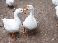 Vrijeme je nasađivanja gusaka, a guščja mast je itekako tražena
