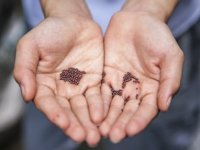 Hrvatska druga u EU po proizvodnji sjemena soje, a u čemu smo samodostatni?