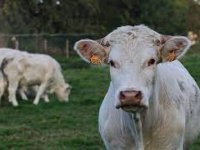 Slinavka i šap u Mađarskoj, Ministarstvo poziva na oprez