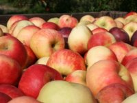 Obiteljskom gospodarstvu Pipunić gotovo milijun kuna za nasade jabuka i krušaka