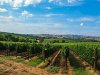 Vinogradari u strahu od gubitka zemljišta zbog "zone bez pesticida"
