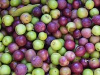 Sve je spremno za 26. Dane masline u Zadru, među laureatima i glavna urednica Agrokluba