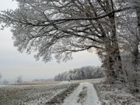 Snijeg kao saveznik: Niske temperature pod bijelim pokrivačem ne prijete ozimim kulturama