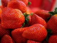 Spasili jagode od propadanja, proizvode zdravi prašak