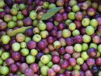 Hrvatski maslinari drugi na najvećem svjetskom natjecanju u New Yorku!