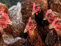 Velika ukrajinska investicija na Baniji: Peradarska farma od 450 milijuna € trebala bi zapošljavati 2.500 radnika!