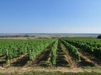 Priroda se surovo poigrala s baranjskim ratarima