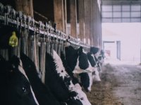 Tovljačima se otvaraju tržišta Libije i Libanona