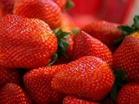 Željko Bjeliš: Počinje berba jagode, smanjite uvoz i otvorite prostor domaćim proizvođačima