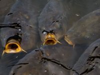 Hrvatska ima oko 14.000 ha šaranskih ribnjaka, no 6.000 nije u proizvodnji jer su - zapušteni