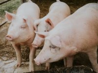 Cjepivo protiv svinjske kuge postoji, no postoje razlozi zašto ga nemamo