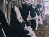 Uzgajivači junadi gube po grlu i do 2223 kune