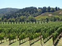 Kaštelanski vinari složni: Dati crljenak za izradu dezinficijensa?! Nema šanse!