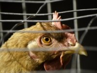 IPARD: 1,7 milijuna kuna peradarskoj farmi