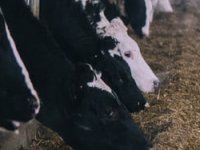 Tko tovi hrvatsku junad? Ovo su tvrtke koje godišnje okreću desetke tisuća grla