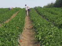 Bez prerađivačke industrije Slavonija će nastaviti gubiti stanovništvo